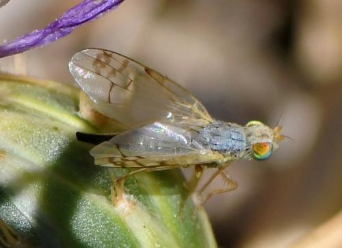 Réf. 239 837 : Acanthiophilus helianthi